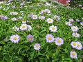 Swan River Daisy / Brachycome 